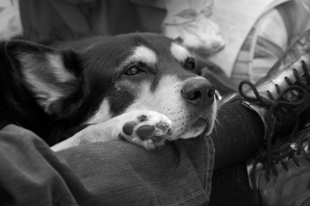 riposo del guerriero nr.2