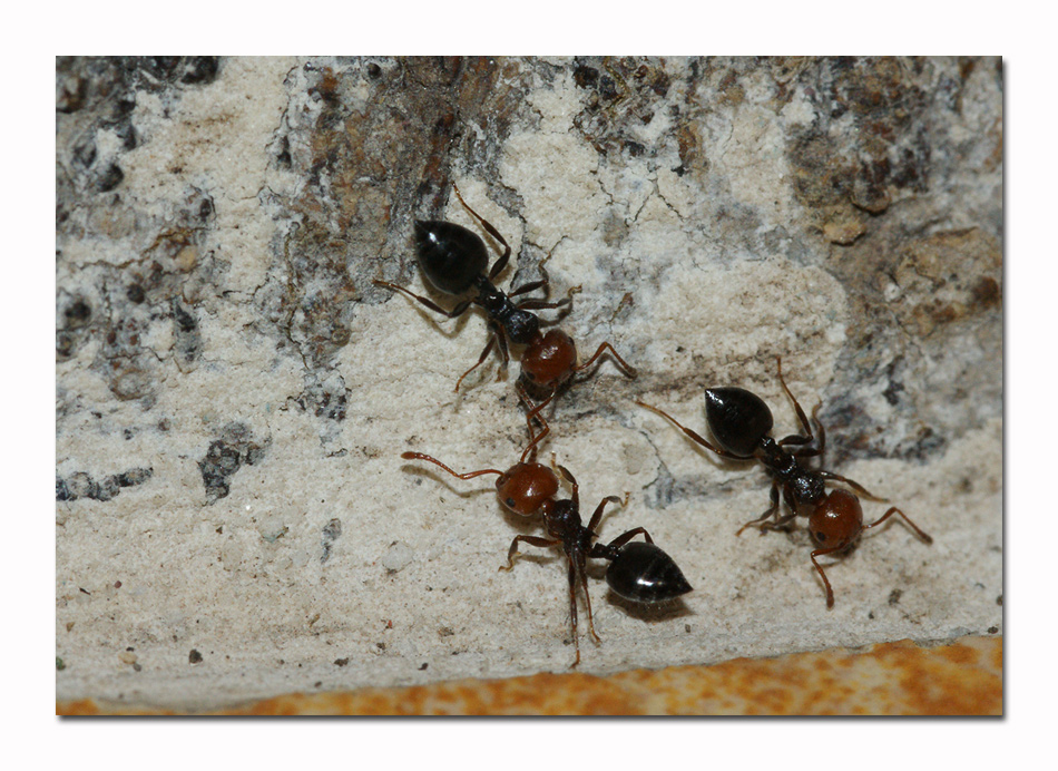 Formiche a spasso