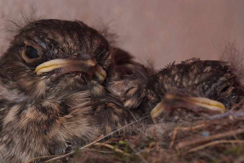 Fratelli di nido
