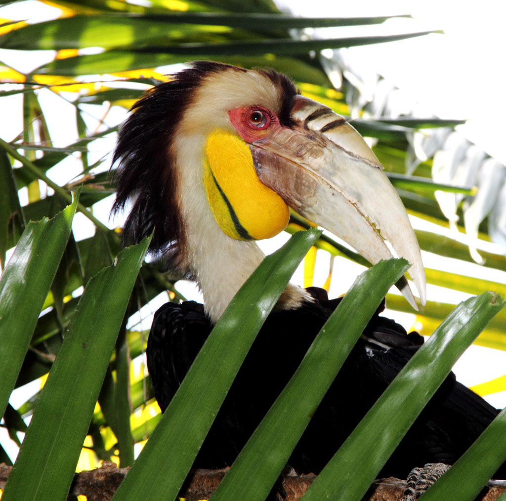 ...Tucano in posa...