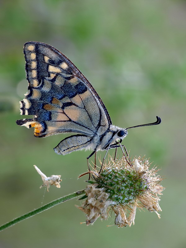 Papilio macaon e rugiada