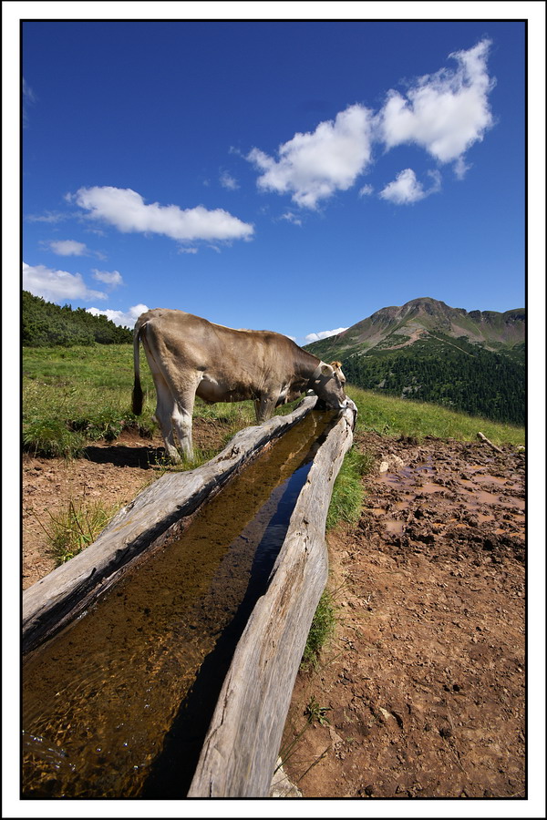 Vacca bruna all'abbeveratoio