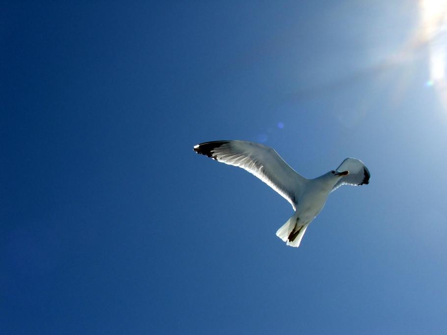 Gabbiano verso il sole