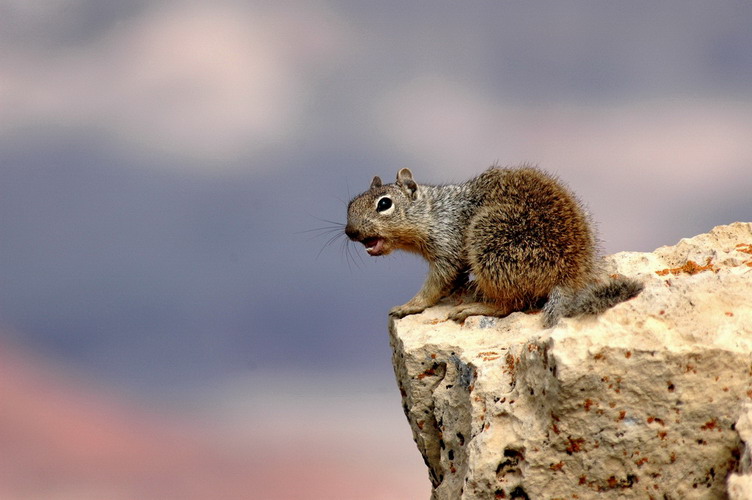 lancio segnali di allarme