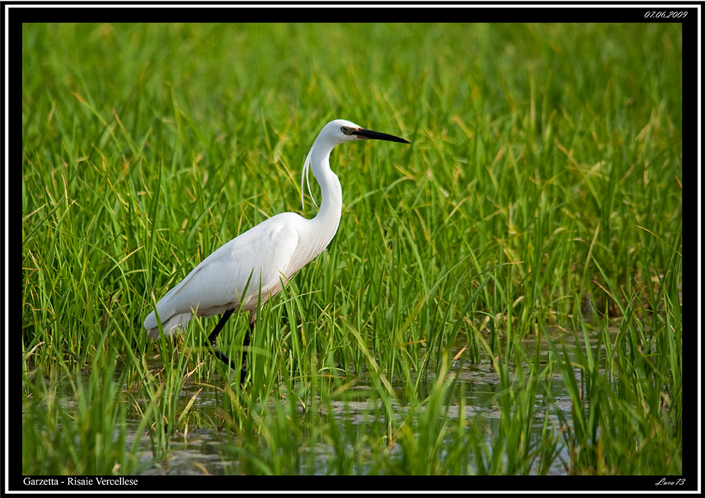 Garzetta # 1