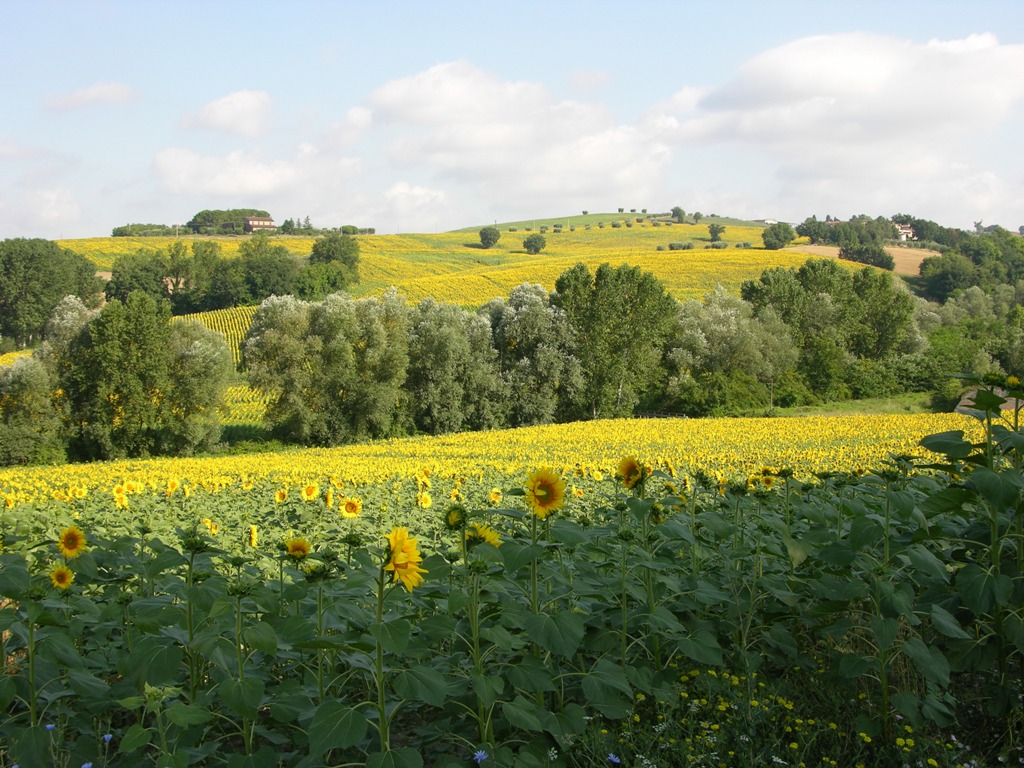 Girasoli ad Assisi