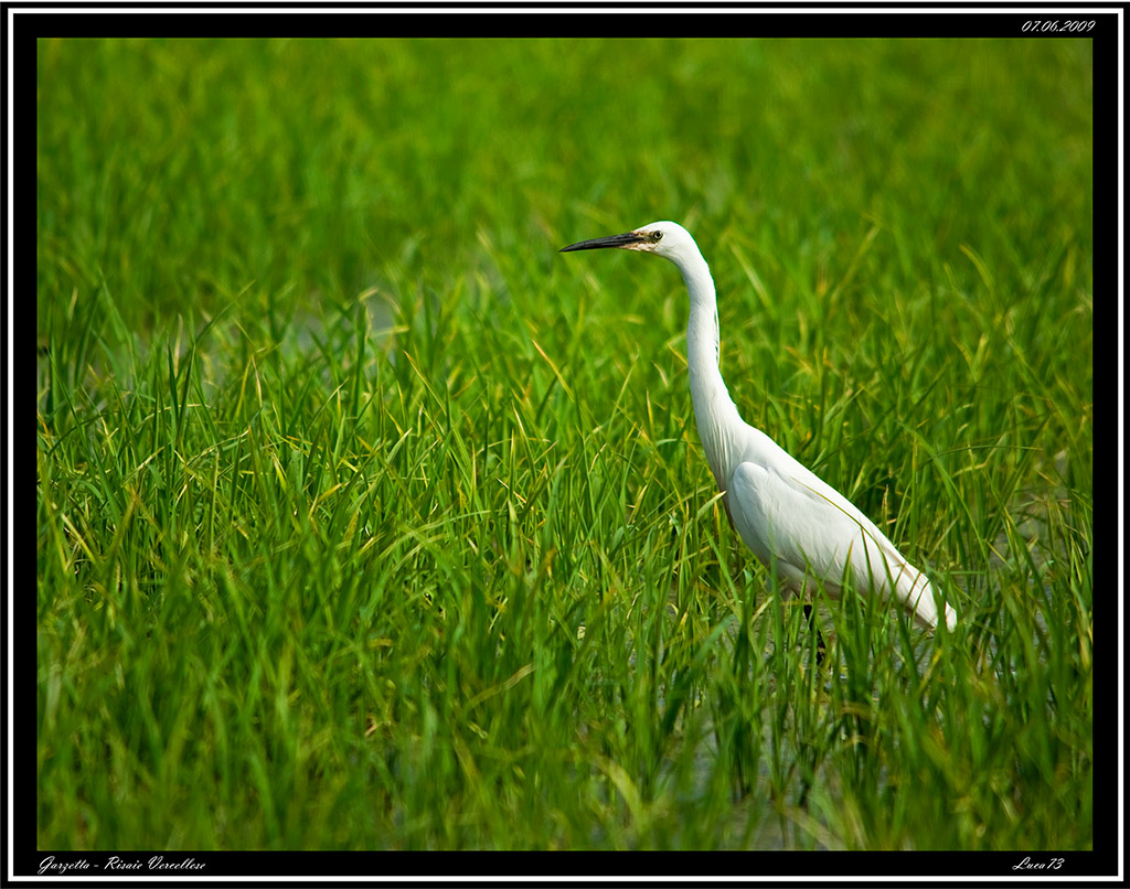 Garzetta # 2