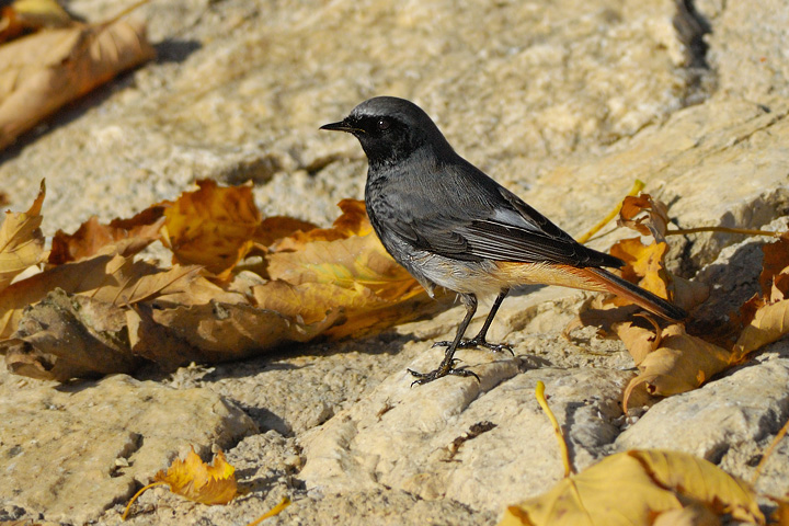 Codirosso Spazzacamino