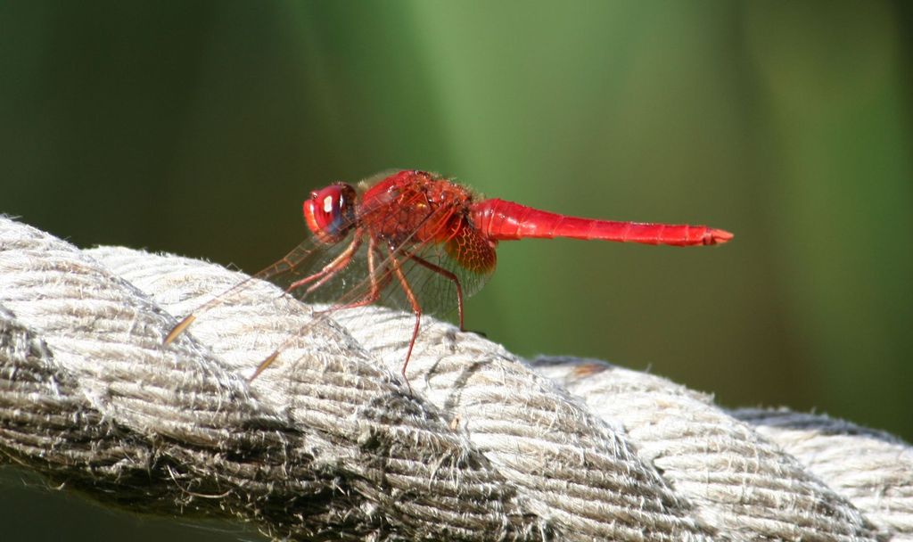 red dragonfly 2