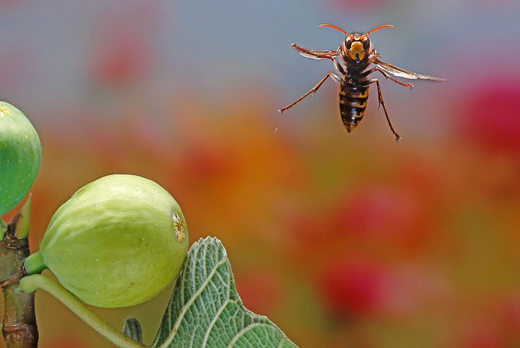 Il volo del calabrone