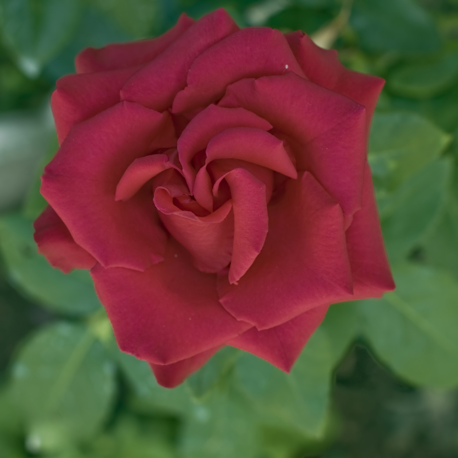rosa rossa naturale