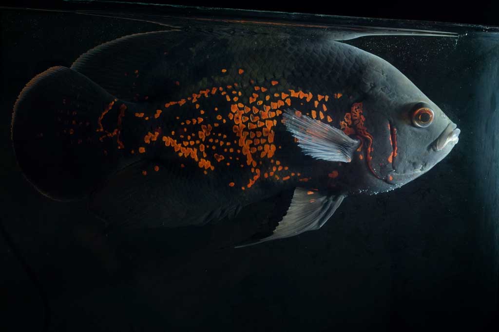 il mio Astronotus Cash