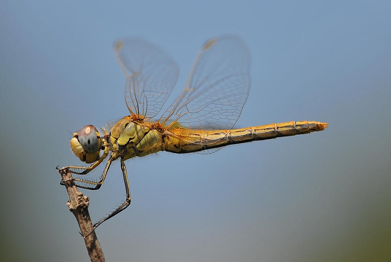 libellula