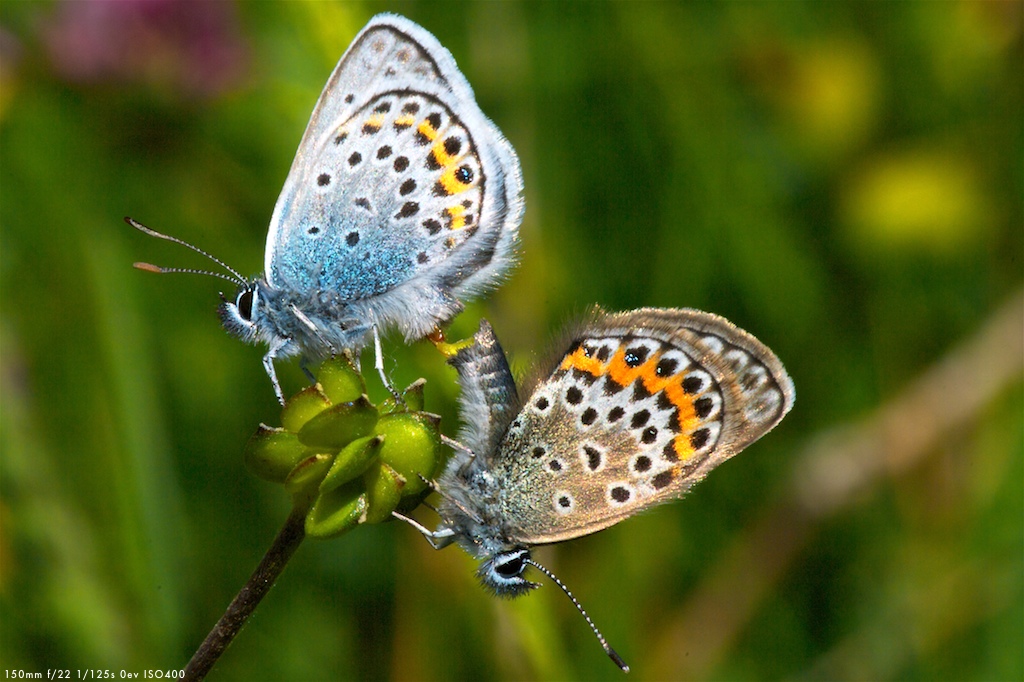 L'inizio della riproduzione.