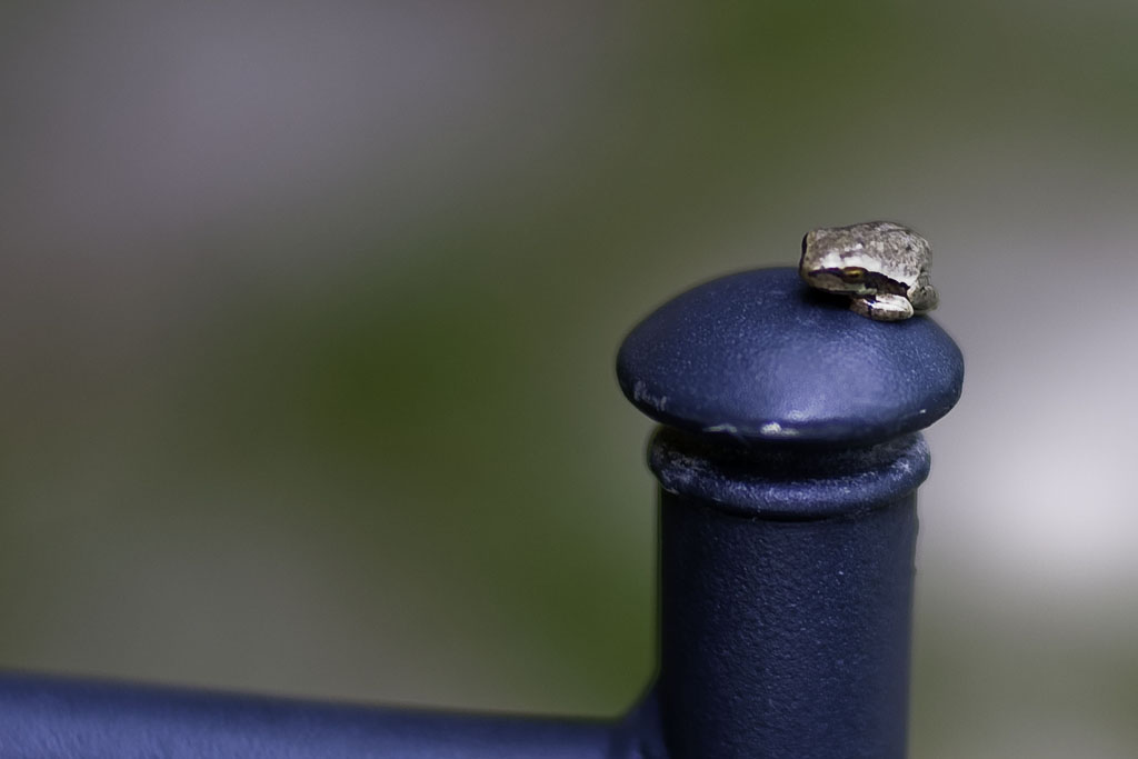 Una rana su una sedia