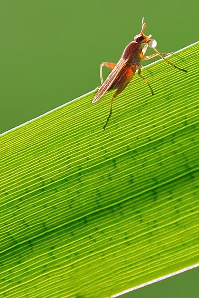 Moscerino Big Bubble