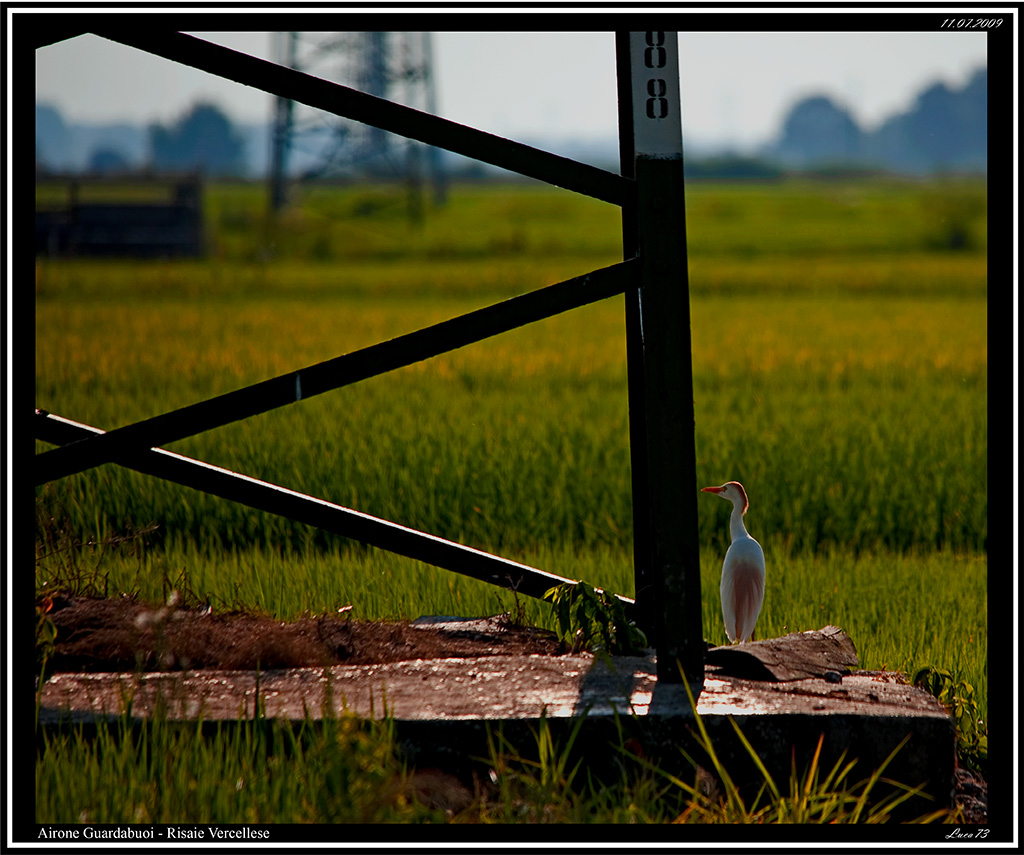 Airone Guardabuoi # 1 - in attesa!