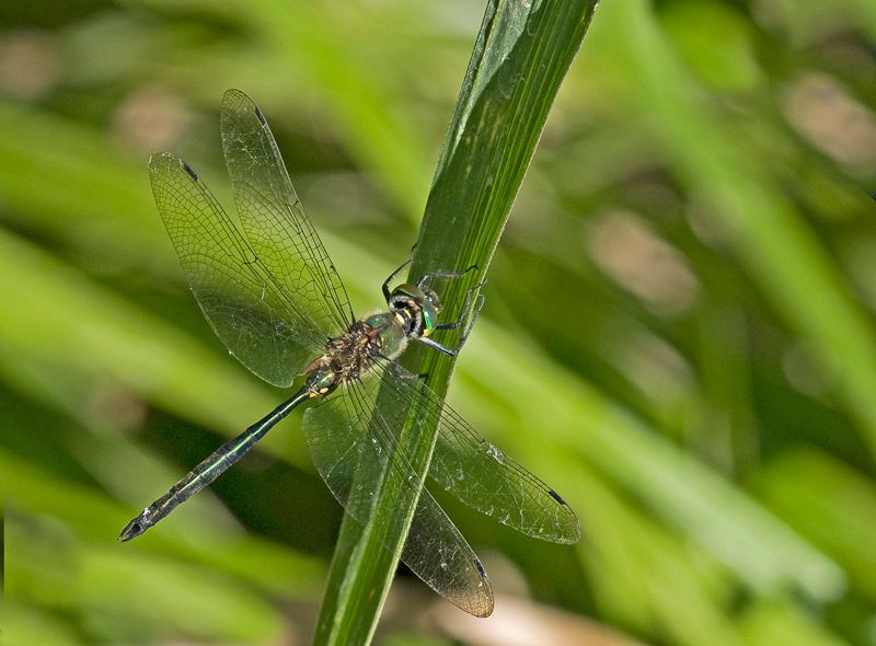 libellula