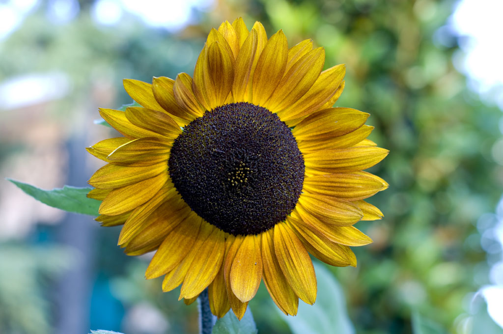 I girasoli del vicino