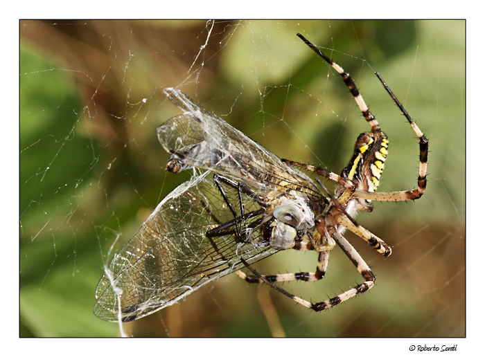 Argiope bruennichi - La preda