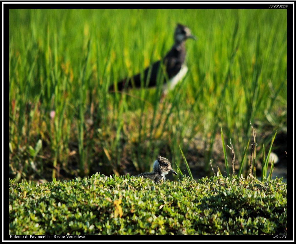 Pavoncella # 2 - Pulcino