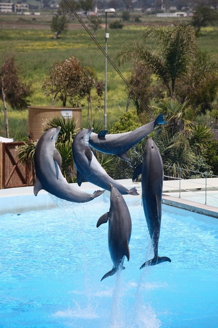 I Delfini