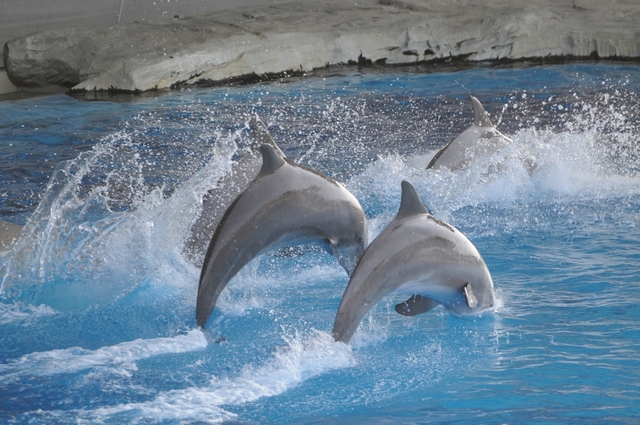 I Delfini