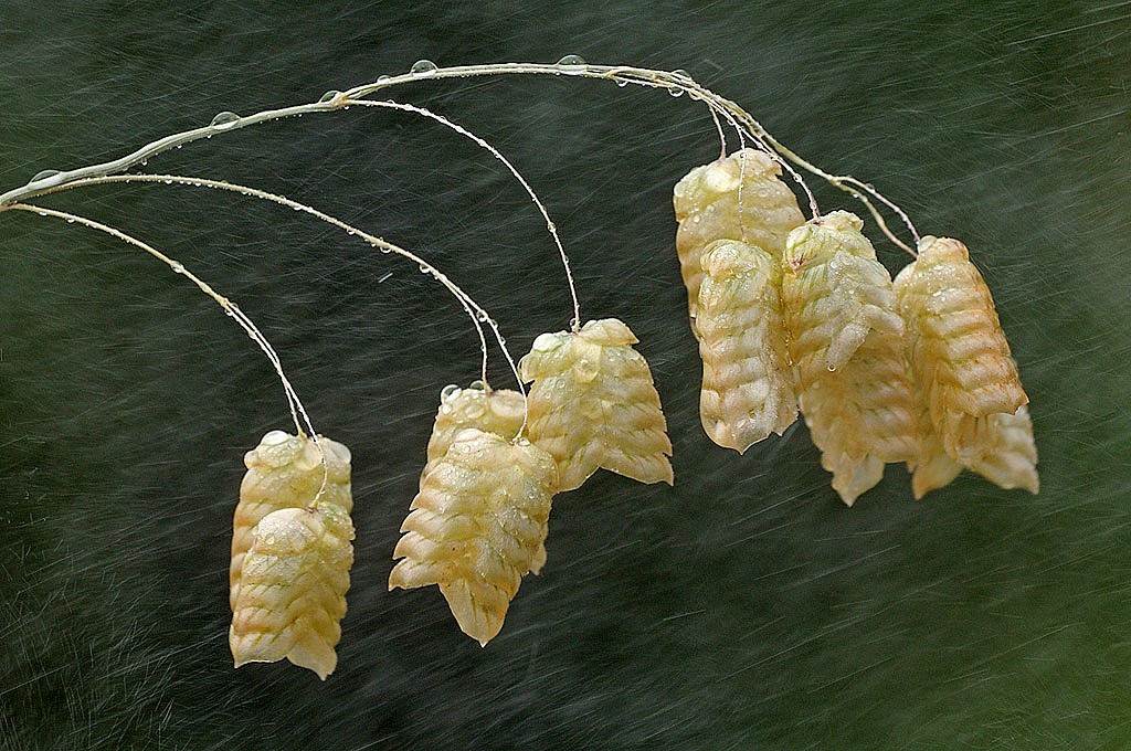 pioggerellina di primavera