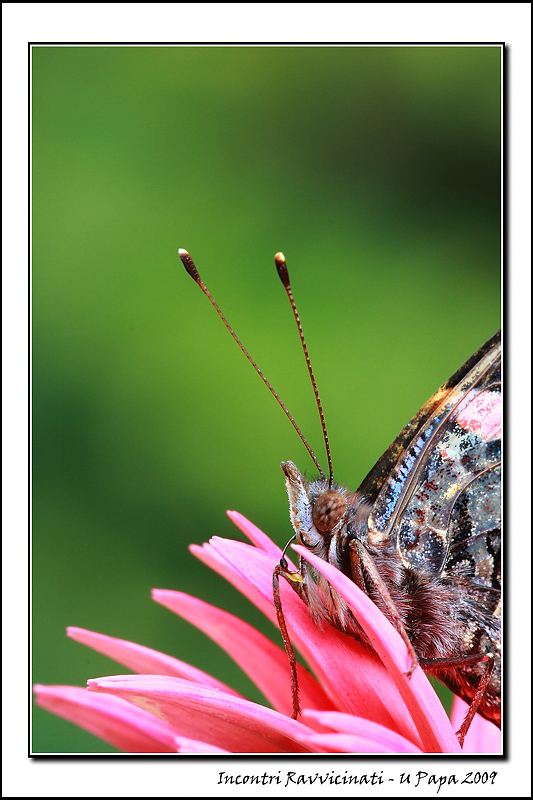 Incontri Ravvicinati