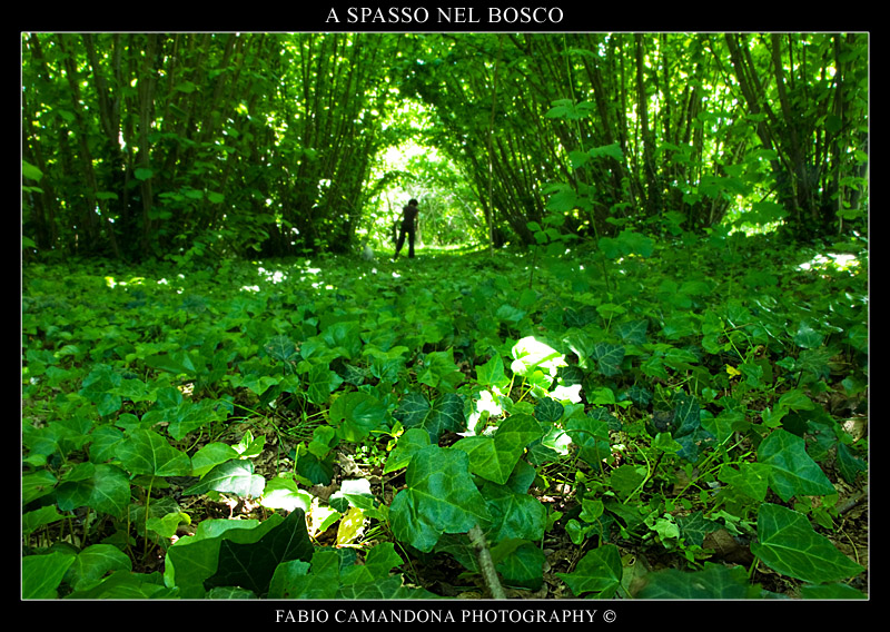 a spasso nel bosco