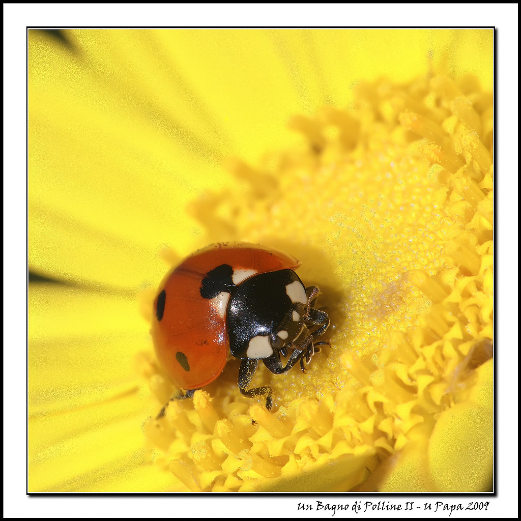Un Bagno di Polline II