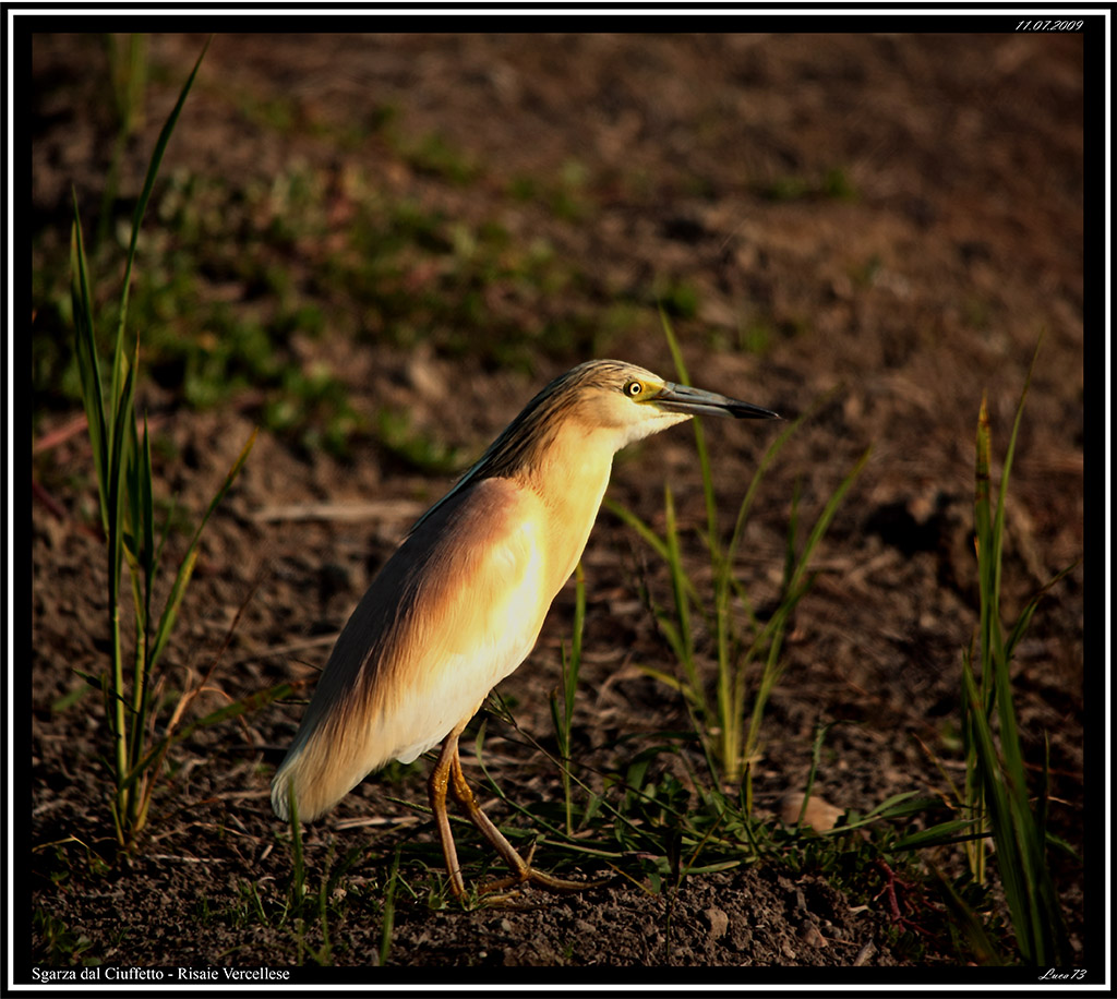 Sgarza Ciuffetto # 2 - risaie