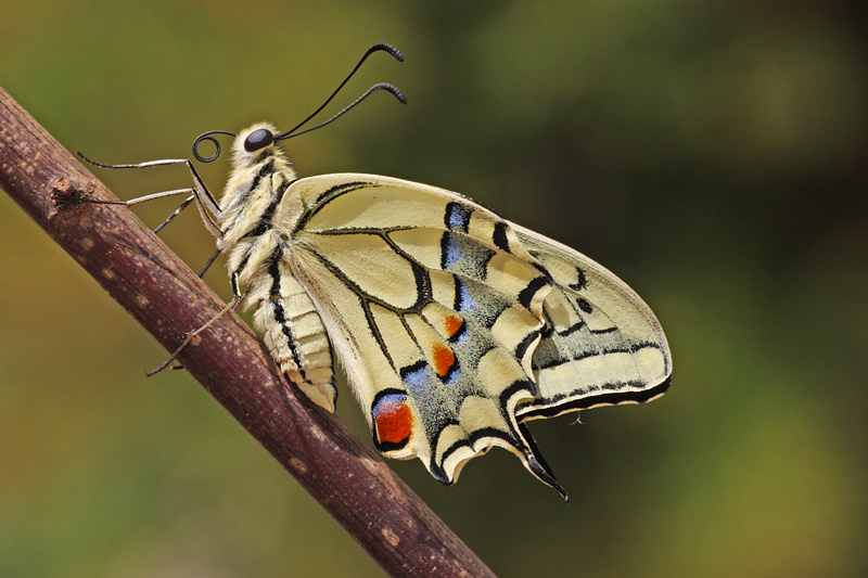Papilio machaon