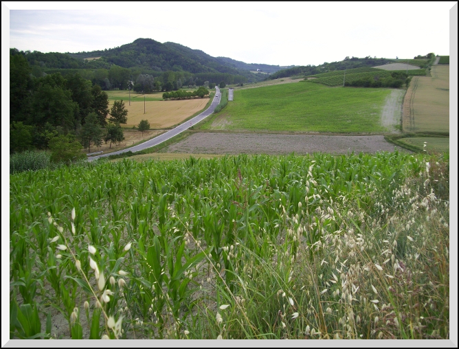Paesaggio: colline del Monferrato