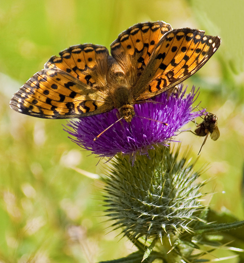 Boloria Euphrosyna