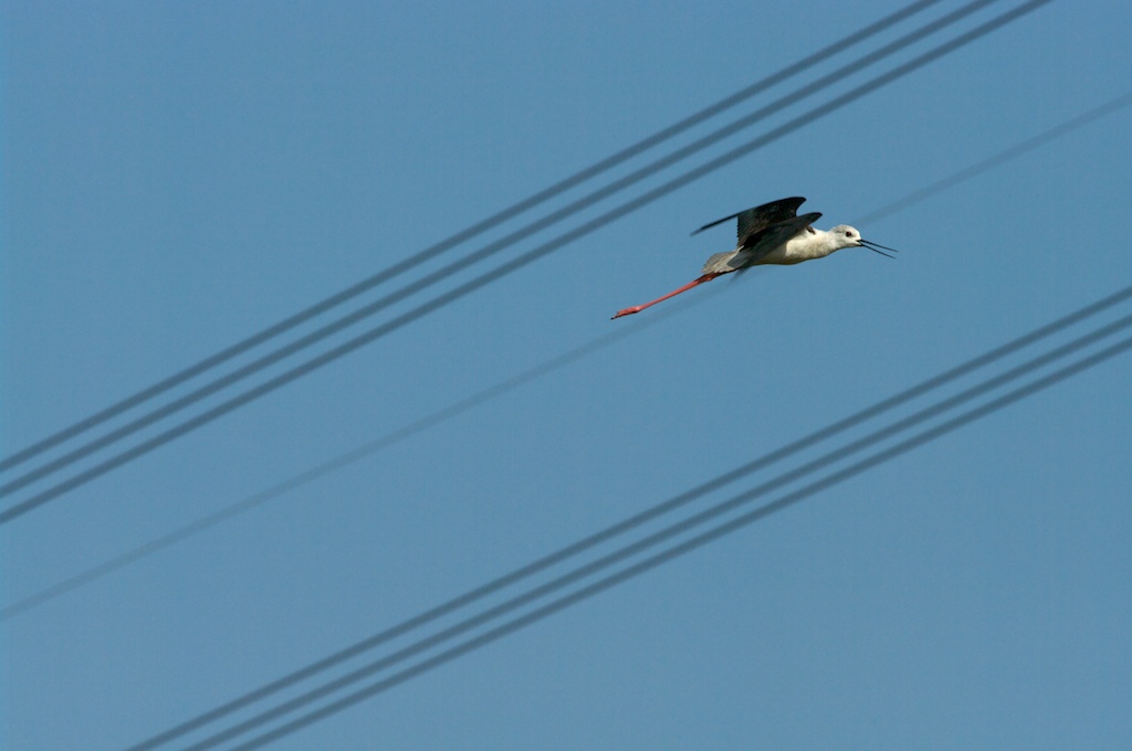 Omaggio alle nuotatrici azzurre