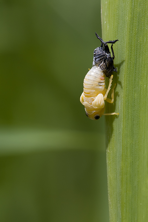 la muta di un omottero
