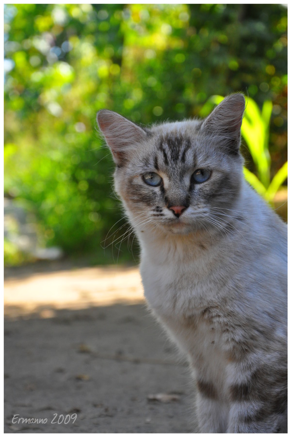 Occhi di cristallo...
