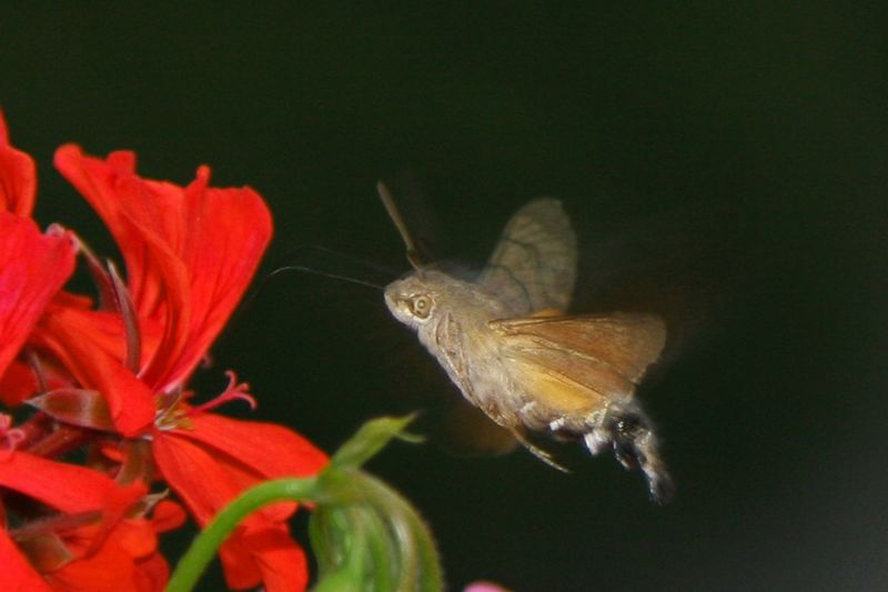 macroglossa... al flash