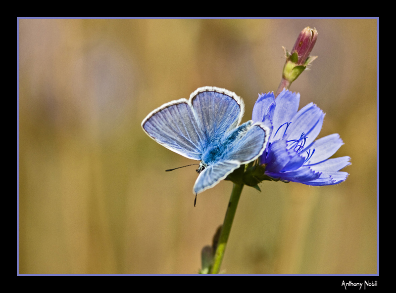 voglio essere un fiore...