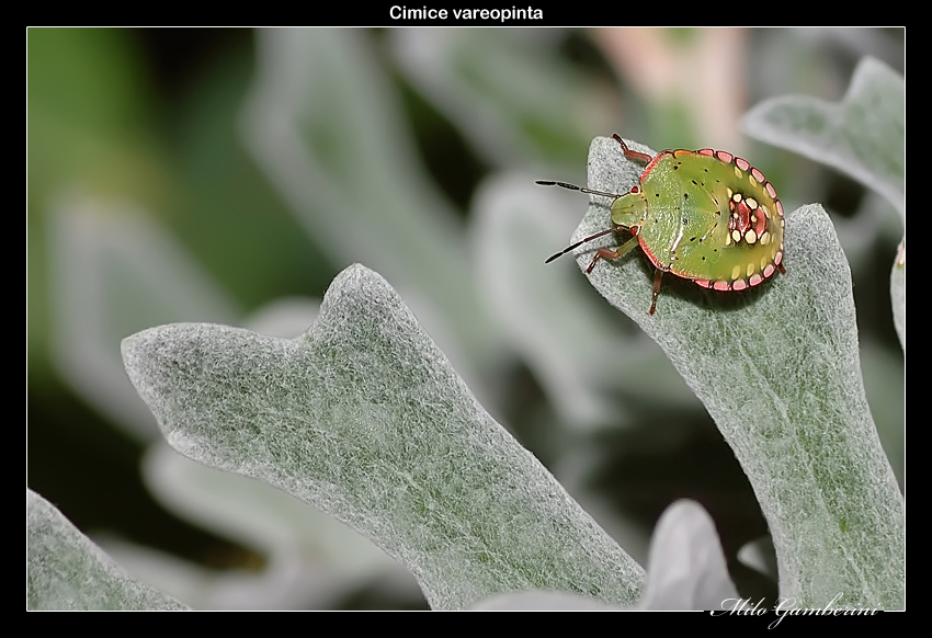 Cimice vareopinta.