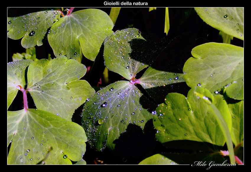 Gioielli della natura.