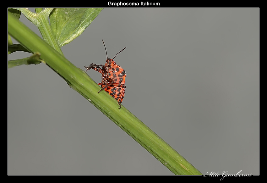 Graphosoma Italicum.