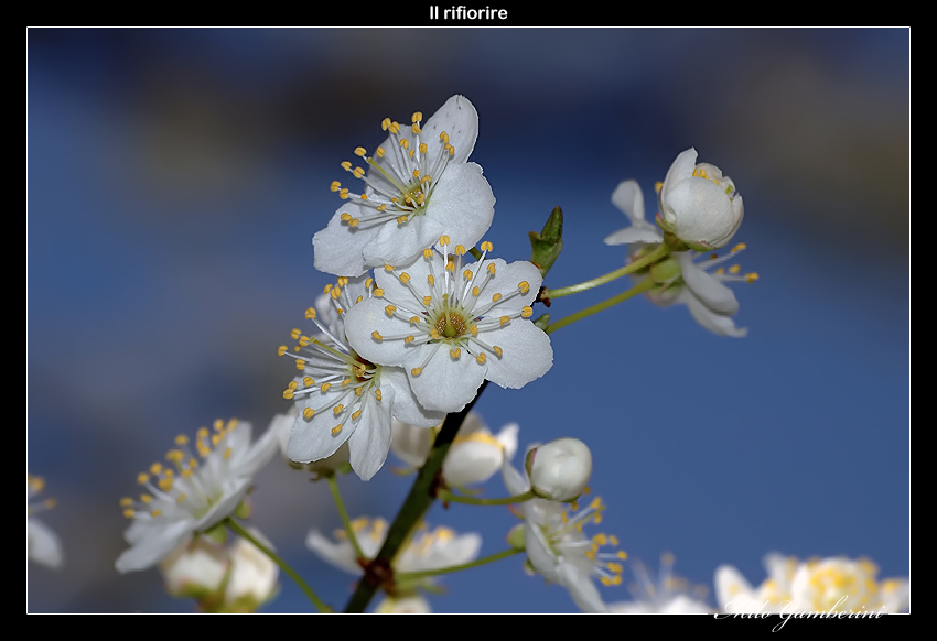 Il rifiorire.