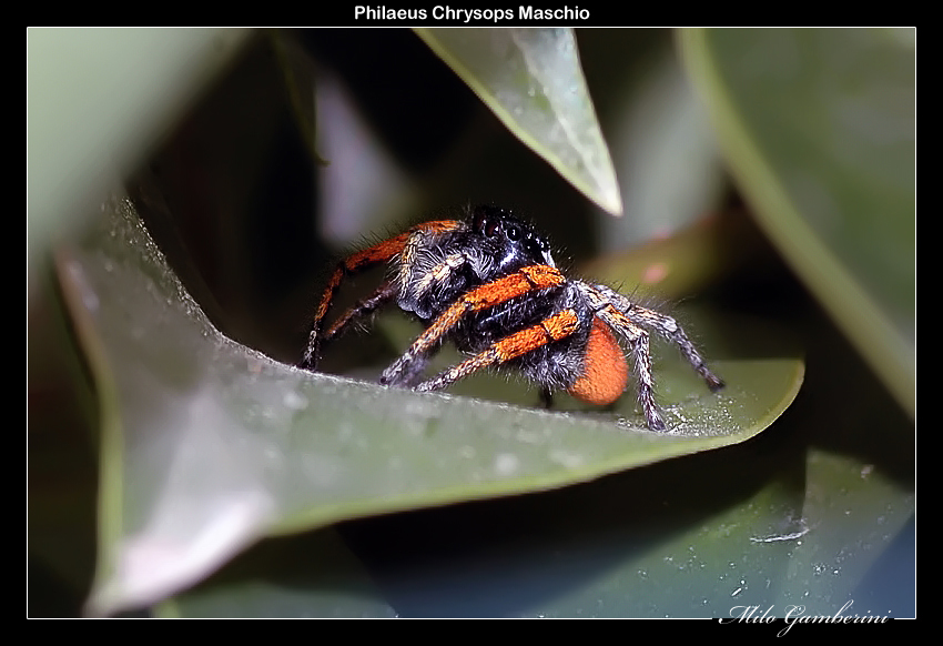 Philaeus Chrysops Maschio.