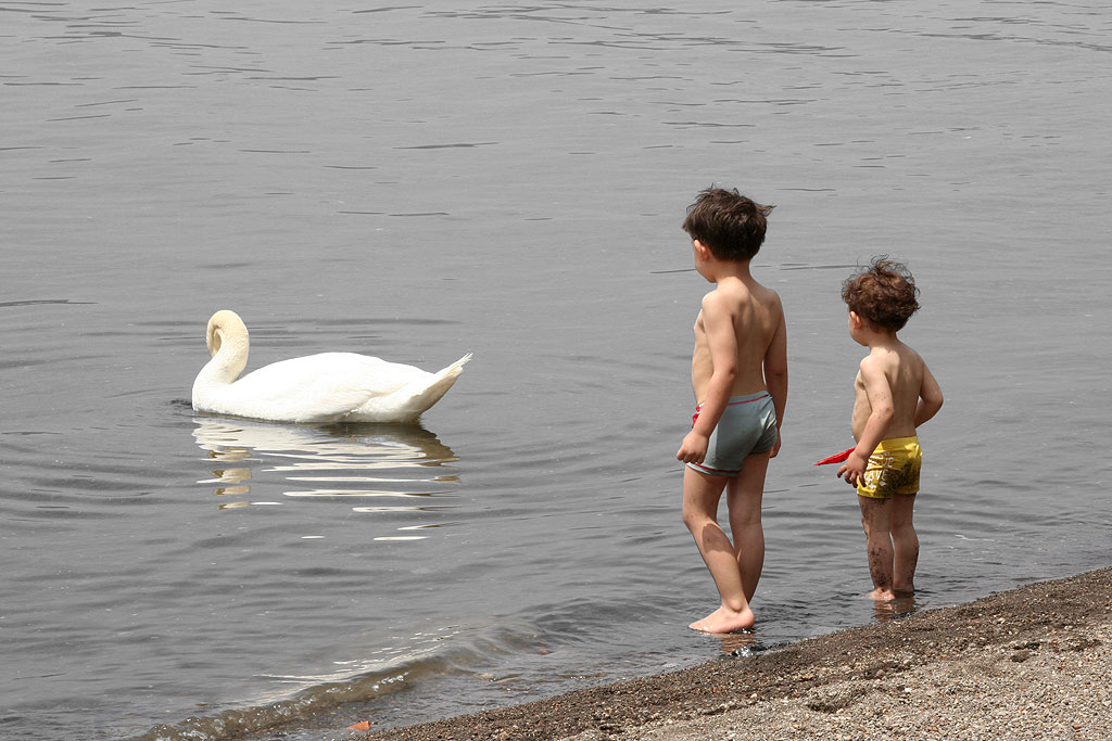 Bambini&cigno
