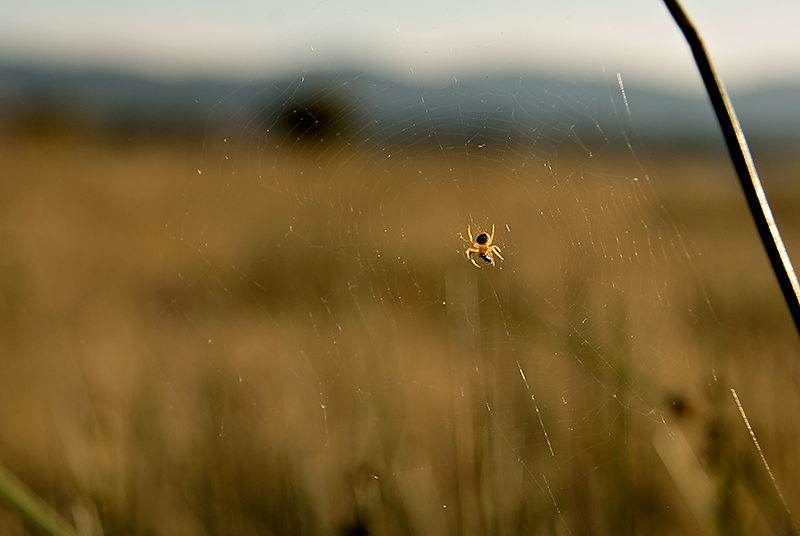 Il ragno e la tela