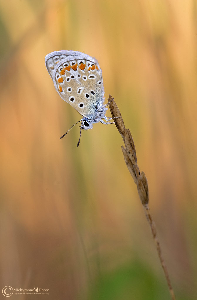 ...in un mondo di fantasia