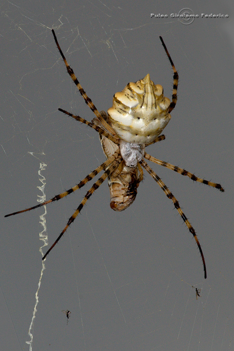 Argiope lobata e la sua preda
