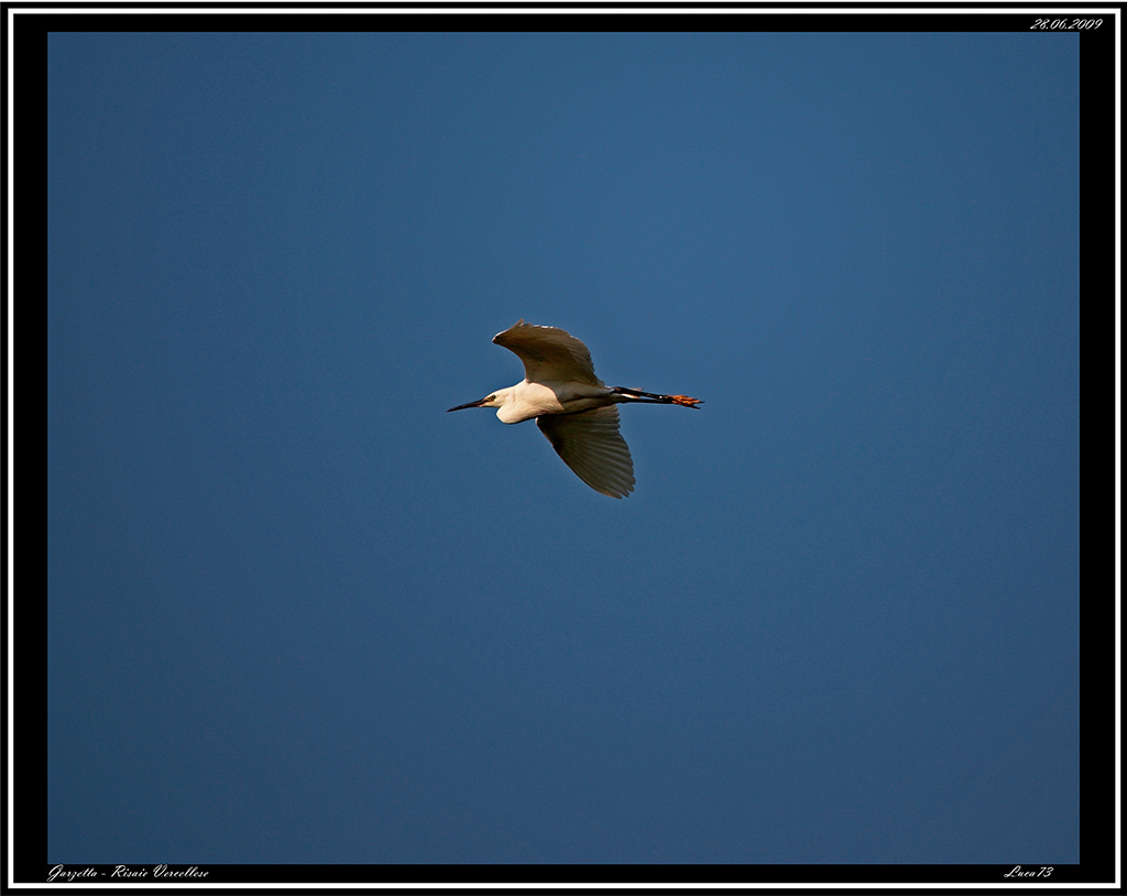Garzetta # 6